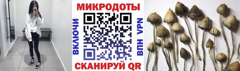 как найти   Отрадный  Галлюциногенные грибы MAGIC MUSHROOMS 